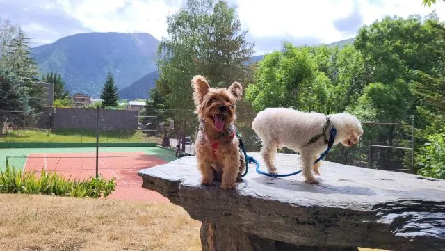  Apartaments Giberga - picture  : Garden,Tennis court,Pets,Property 