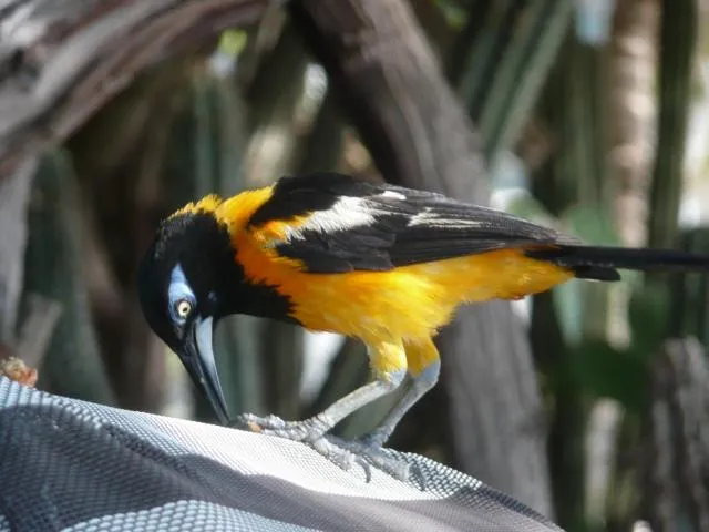  Karibu Aruba Boutique Hotel - picture  : Other animals,Animals 