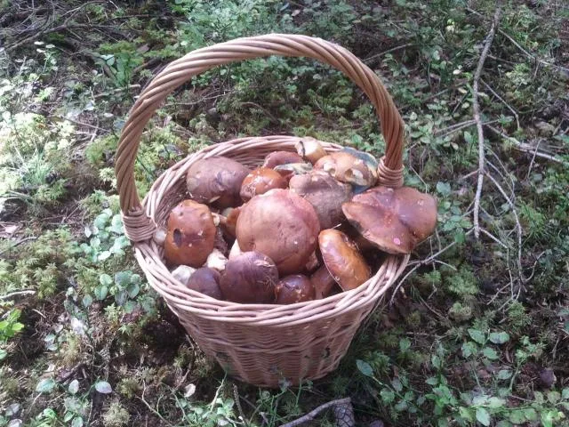  U Macháčků - Lipno - picture  : Food 