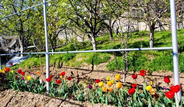  Lusya B&B - picture  : Garden,View,Activities,Garden,Property 