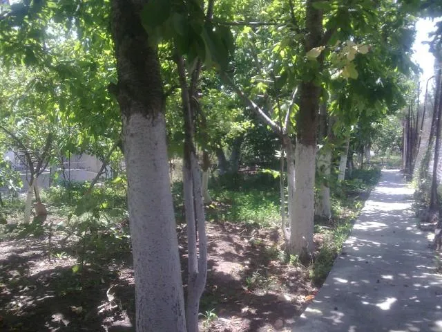  Lucy Holiday Home - picture  : Garden,View,Day,Summer,Garden,On site,Property 