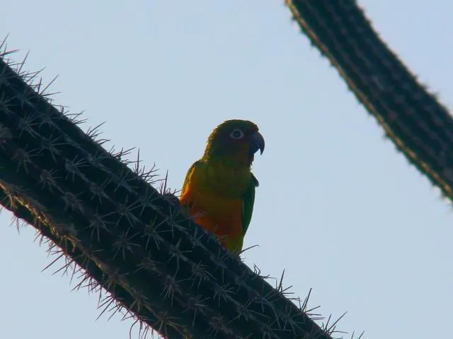  Hopi Cadushi Studio - picture  : Other animals,Animals 