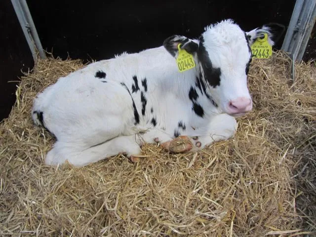  Vestervang Bed & Breakfast - picture  : Other animals,Area and facilities,Property 