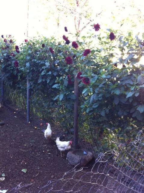  Anush`s B&B - picture  : Other animals 