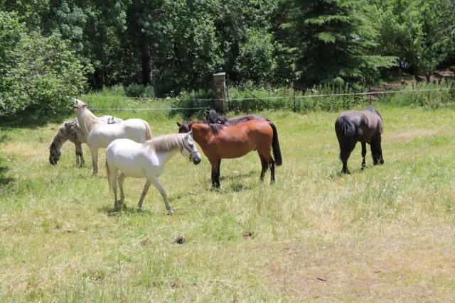  Chalet Las Avellanas - picture  : Other animals,Animals 