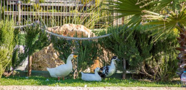 Hotel Rural El Cortijo — photo 24
