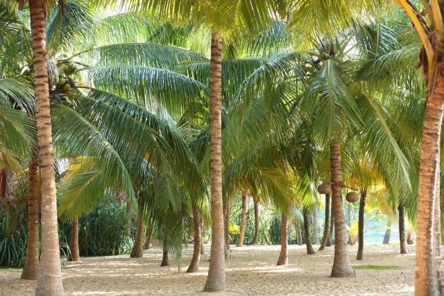 Mangrove Beach Chalets — photo 20