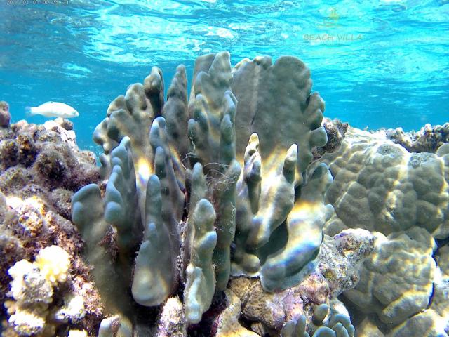 Beach Villa Ukulhas — photo 22