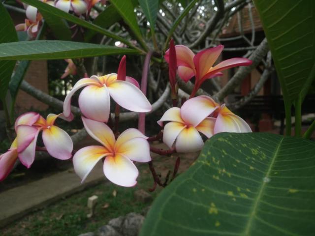 Flora Ville-SHA PLUS — photo 23