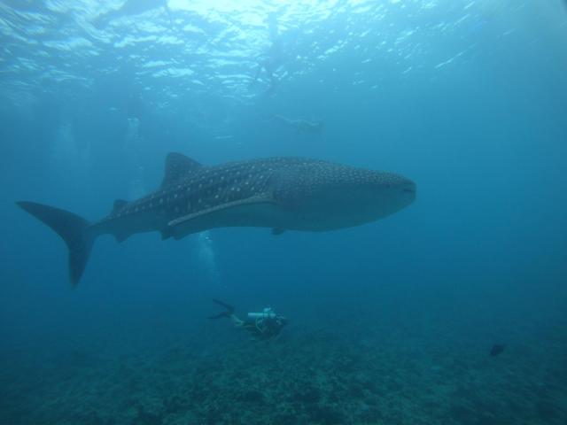 Shamar Guesthouse & Dive — photo 20