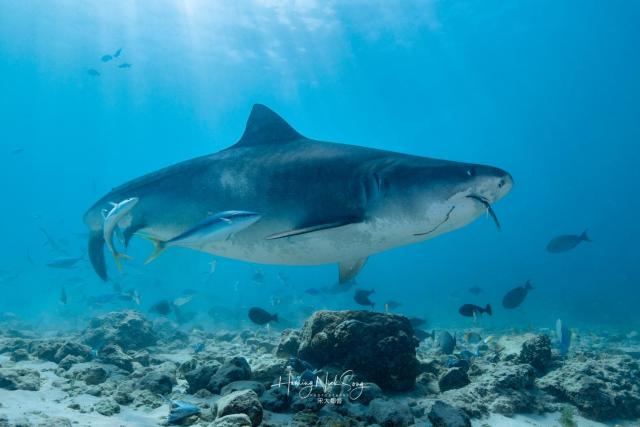 Tiger Shark Retreat — photo 13