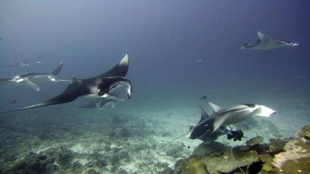 Equatorial Divers Lodge — photo 14