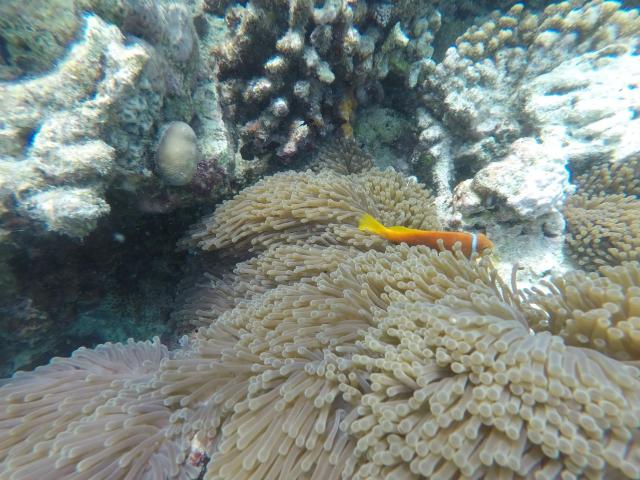 Maafushi Inn — photo 20