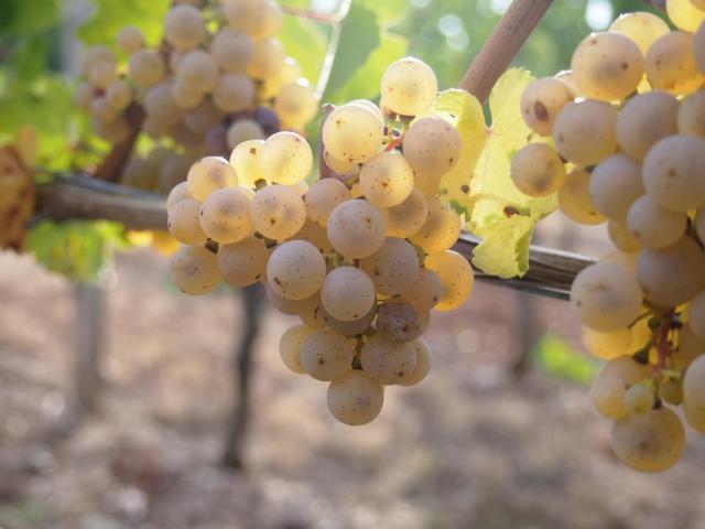 Pension Weingut Schwab — photo 20