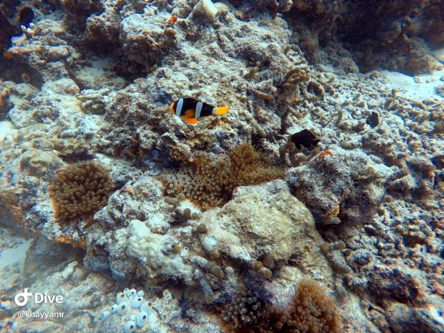 Equatorial Divers Lodge — photo 15