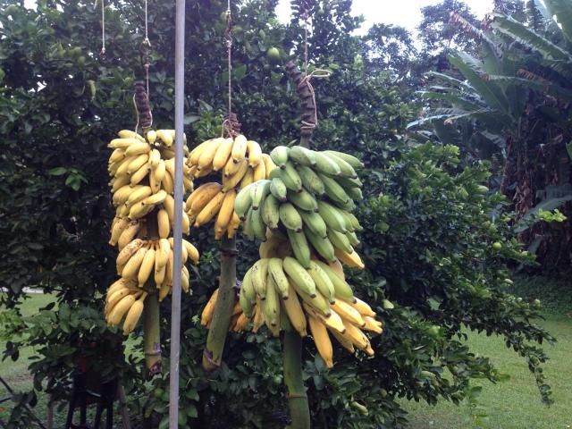 Heavenly Hana Paradise — photo 15