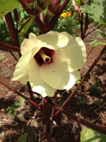 Heavenly Hana Paradise — photo 20