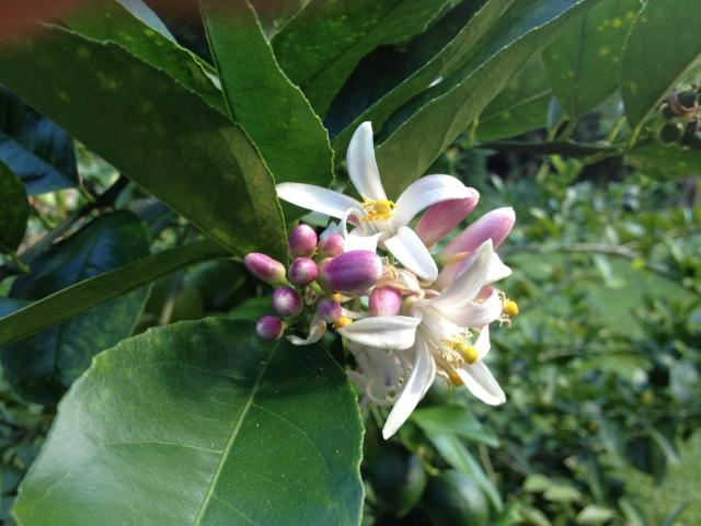 Heavenly Hana Paradise — photo 13