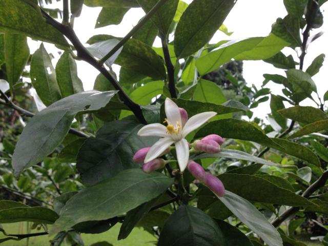 Heavenly Hana Paradise — photo 21