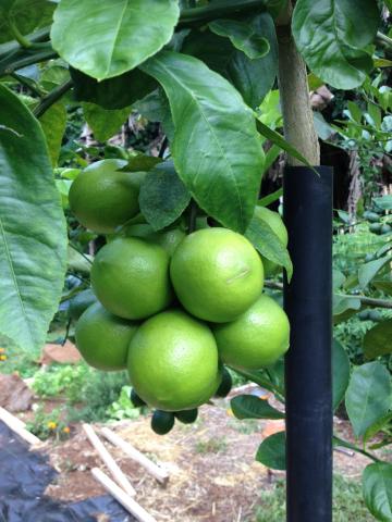 Heavenly Hana Paradise — photo 14
