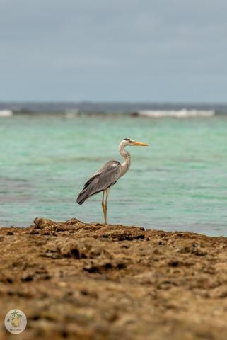 Shifa Lodge — photo 14