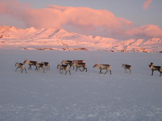 Dilksnes Guesthouse — photo 15