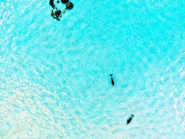 Blue Coral Vashafaru Maldives — photo 17