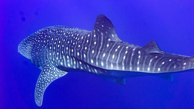 Tiger Shark Retreat — photo 17