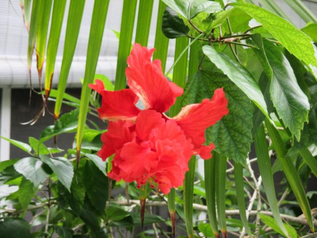 Coco Plum Inn — photo 12