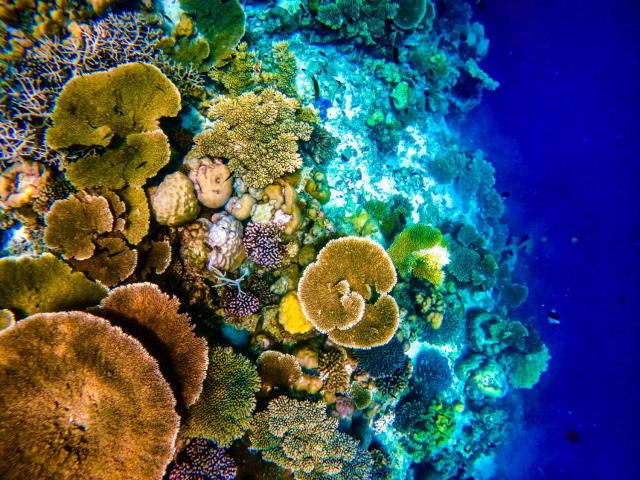 Reef House Maldives — photo 17