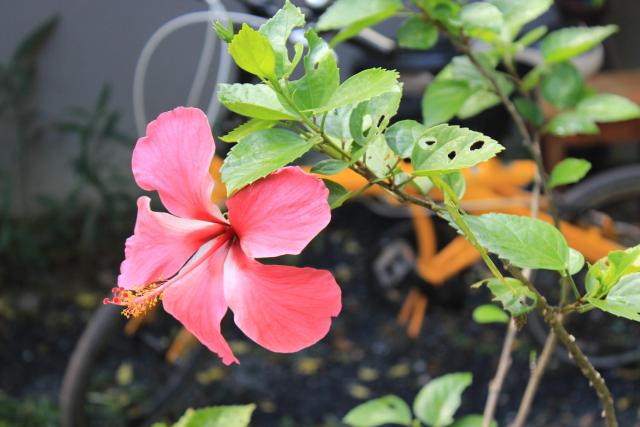 Lanta Happy Hill — photo 24