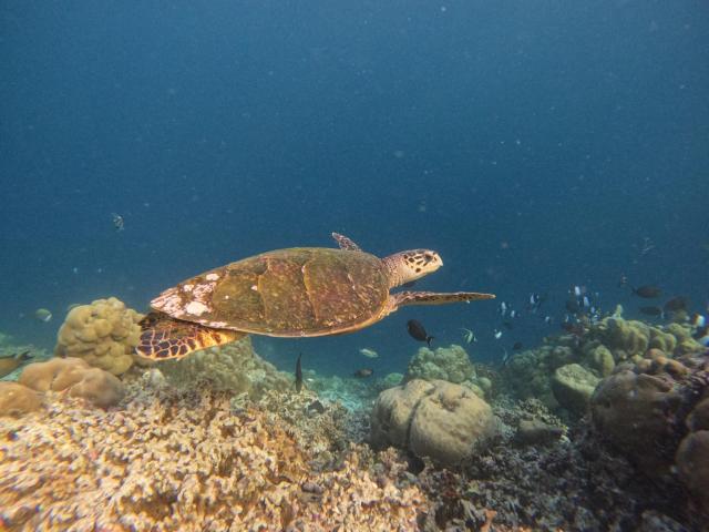 Tropica Thoddoo Inn — photo 10