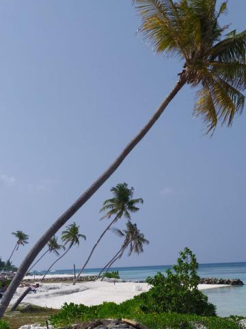 Courtyard Maldives — photo 22