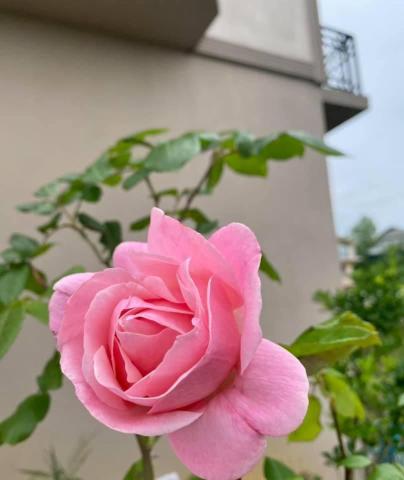Green Yard Hotel — photo 16