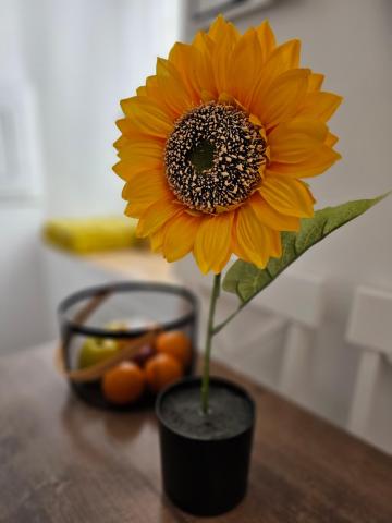 Casa iulia — photo 13