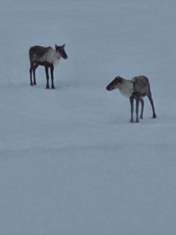 Tolsona Lake Lodge — photo 19