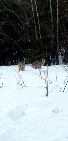 Tolsona Lake Lodge — photo 20