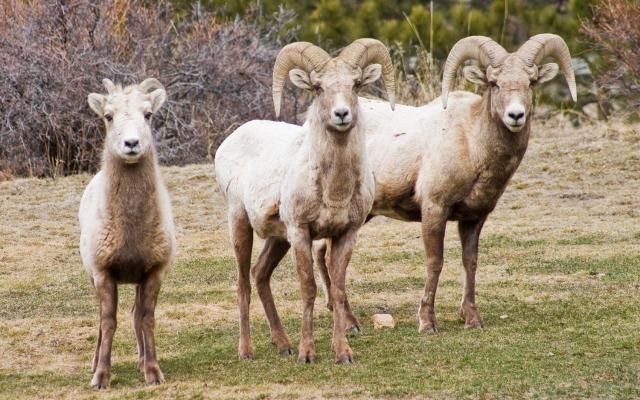 McGregor Mountain Lodge — photo 10
