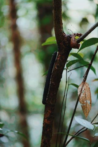 Sinharaja Forest Gate — photo 19