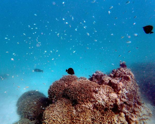 Gangehi Island Resort — photo 9