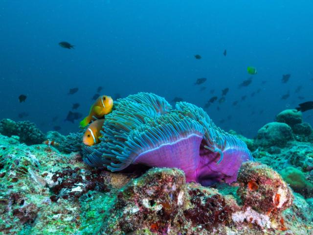 The Nautilus Maldives — photo 13
