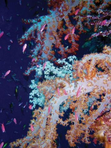 OBLU NATURE Helengeli by SENTIDO — photo 18