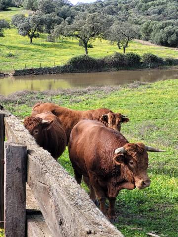 Alojamiento Rural Finca Barral — photo 19