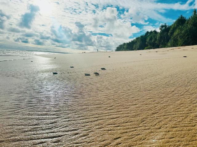 Shine Wave Turtle Beach — photo 17