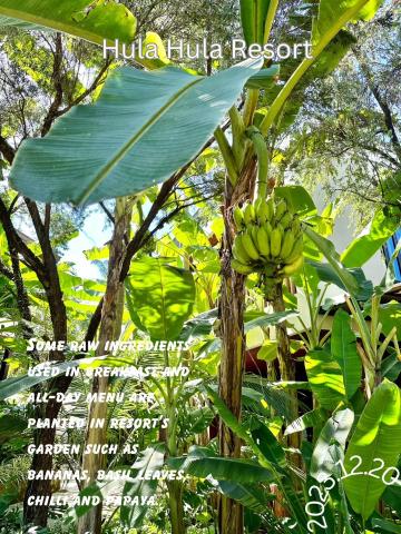 HULA HULA RESORT l truly tropical and fun wellness — photo 13