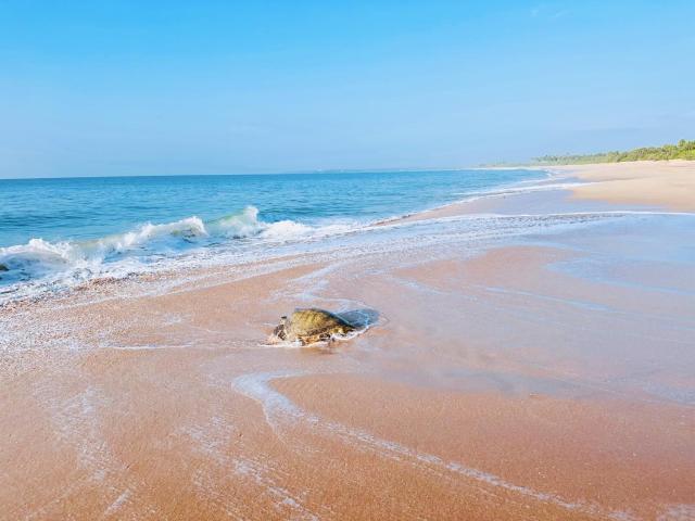 Shine Wave Turtle Beach — photo 1