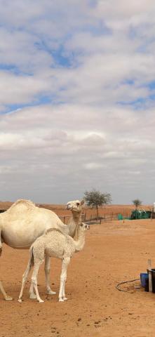 Royal desert camp — photo 20