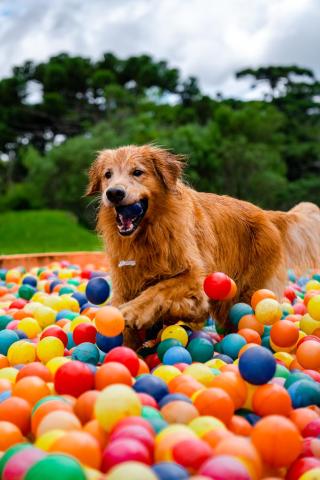 Surya-Pan Refúgio Hotel - Super Pet Friendly — photo 15