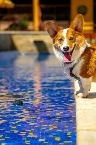 Surya-Pan Refúgio Hotel - Super Pet Friendly — photo 7