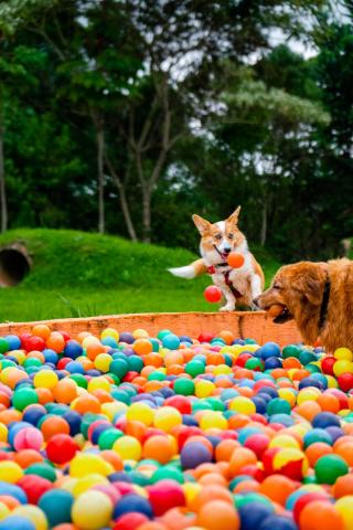 Surya-Pan Refúgio Hotel - Super Pet Friendly — photo 17